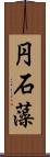 円石藻 Scroll