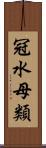 冠水母類 Scroll