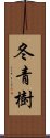 冬青樹 Scroll