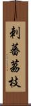 刺蕃茘枝 Scroll