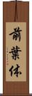 前葉体 Scroll