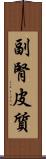 副腎皮質 Scroll