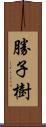 勝子樹 Scroll