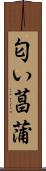 匂い菖蒲 Scroll