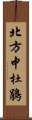 北方中杜鵑 Scroll