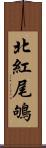 北紅尾鴝 Scroll