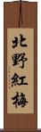 北野紅梅 Scroll