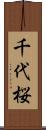 千代桜 Scroll