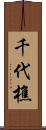 千代樵 Scroll