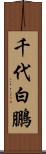 千代白鵬 Scroll
