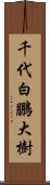 千代白鵬大樹 Scroll