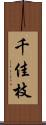 千佳枝 Scroll