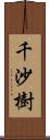 千沙樹 Scroll