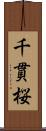 千貫桜 Scroll