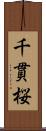 千貫桜 Scroll