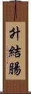 升結腸 Scroll