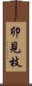 卯見枝 Scroll