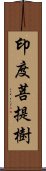 印度菩提樹 Scroll