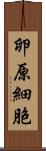 卵原細胞 Scroll