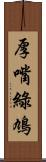 厚嘴綠鳩 Scroll