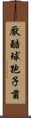 厭酷球孢子菌 Scroll