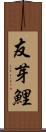 友芽鯉 Scroll