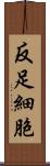 反足細胞 Scroll