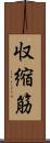収縮筋 Scroll