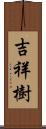 吉祥樹 Scroll