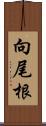 向尾根 Scroll