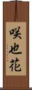 咲也花 Scroll