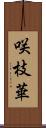 咲枝華 Scroll