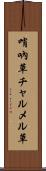 哨吶草 Scroll