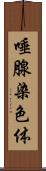 唾腺染色体 Scroll