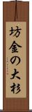 坊金の大杉 Scroll