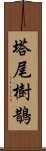 塔尾樹鵲 Scroll