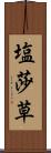 塩莎草 Scroll