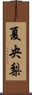 夏央梨 Scroll