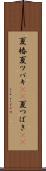 夏椿 Scroll