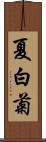 夏白菊 Scroll