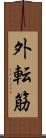 外転筋 Scroll