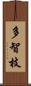 多智枝 Scroll