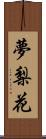 夢梨花 Scroll