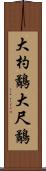 大杓鷸 Scroll