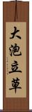 大泡立草 Scroll