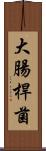 大腸桿菌 Scroll