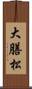 大膳松 Scroll