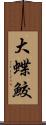 大蝶鮫 Scroll