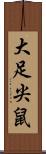 大足尖鼠 Scroll