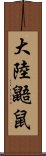 大陸鼯鼠 Scroll